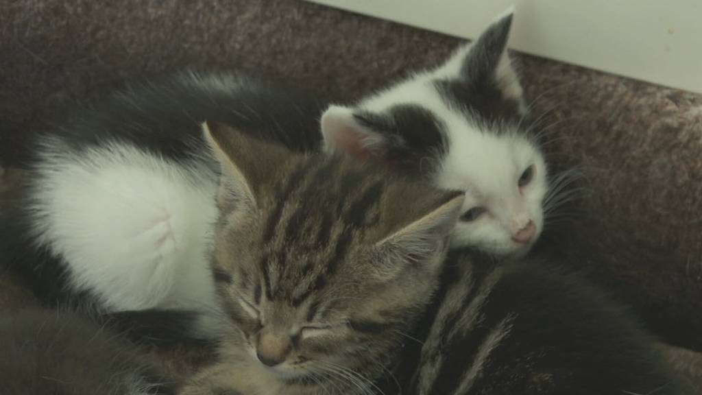 Zu viele Katzen