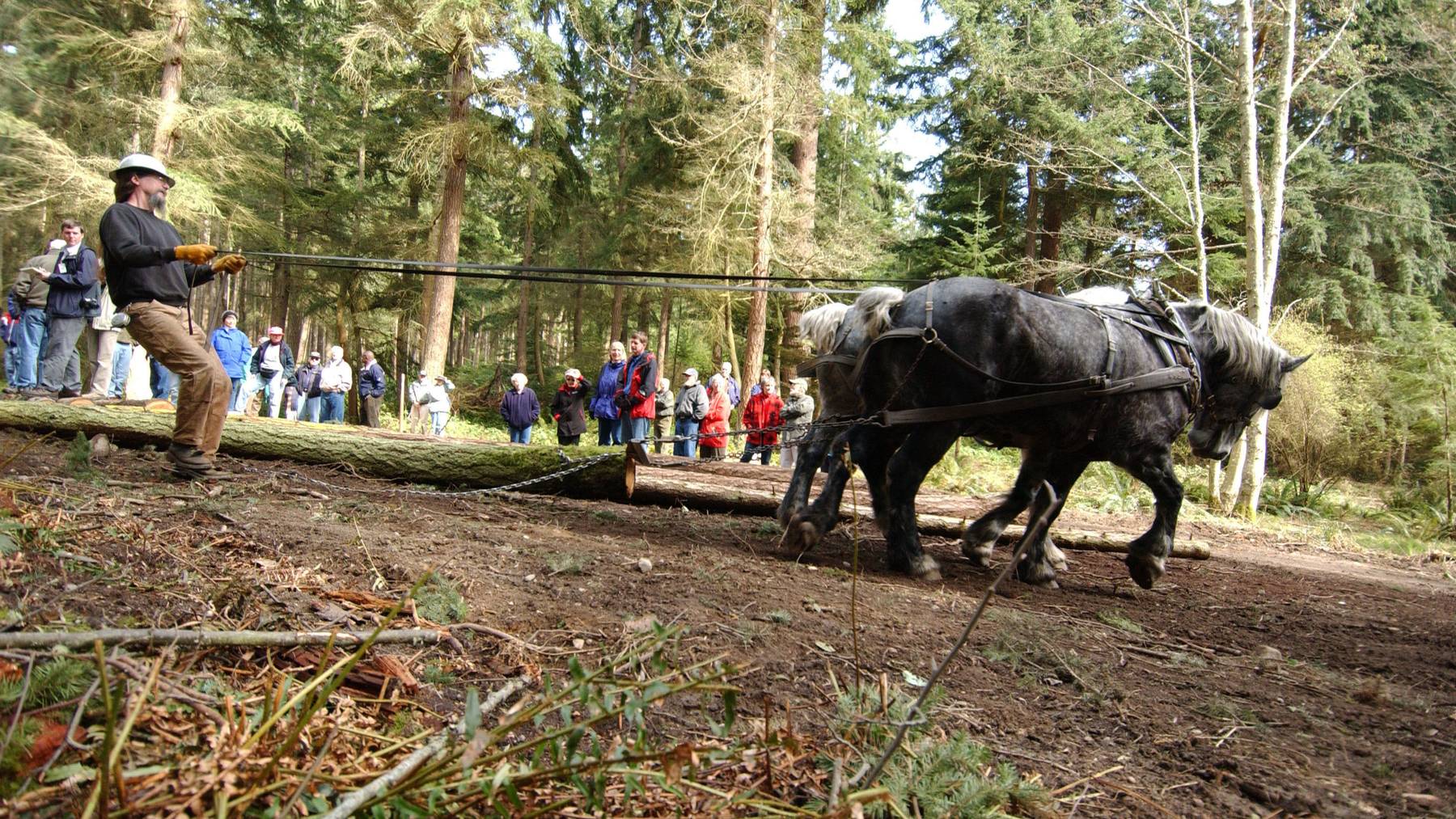 Luzern will Waldarbeit mit Pferden nicht fördern