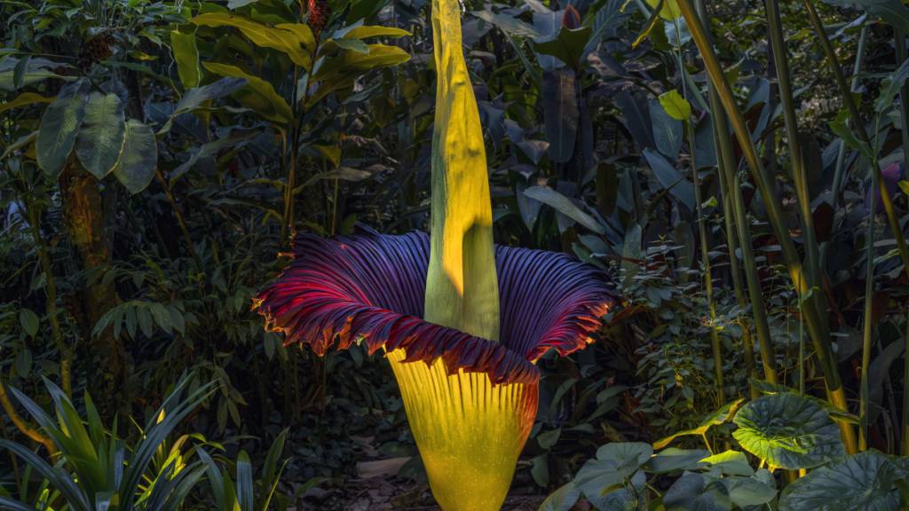 Seltene Titanwurz blüht heute Nacht im Botanischen Garten Basel