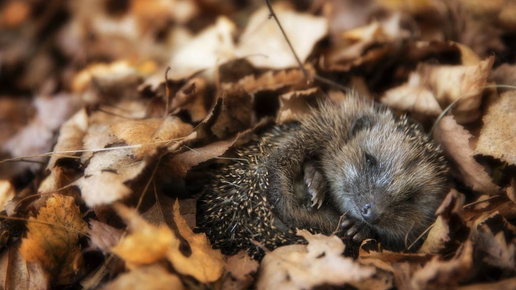 Igel machen sich im Herbst bereit für den Winterschlaf.