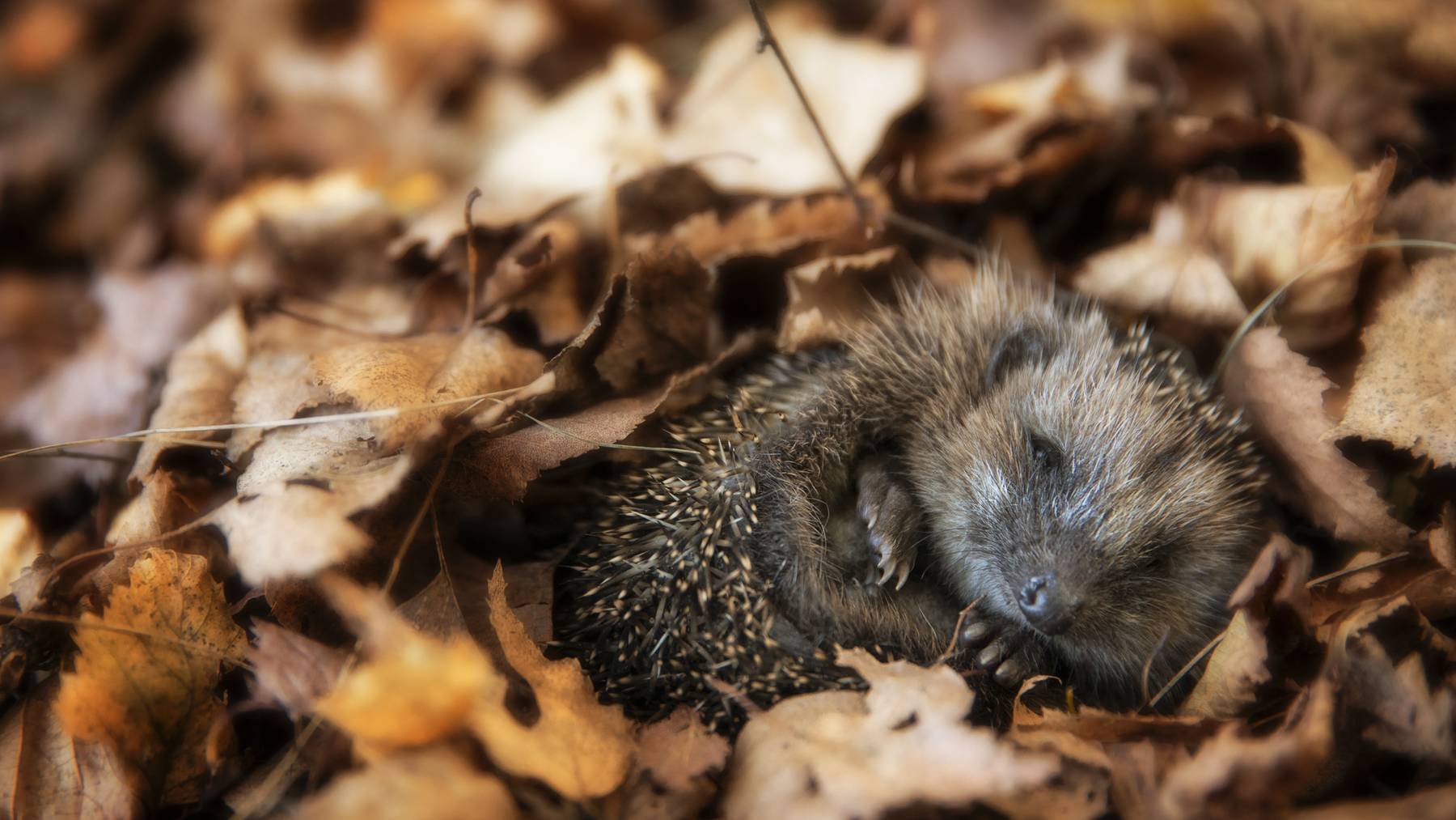 Igel machen sich im Herbst bereit für den Winterschlaf.