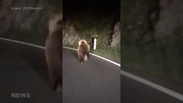 Bär am Thunersee gesichtet