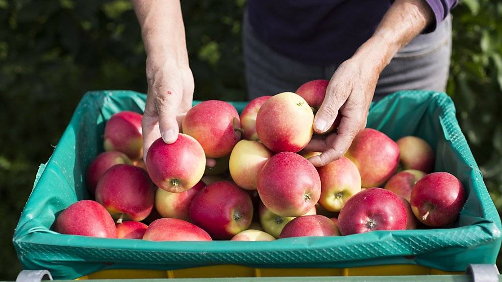 Um einen Engpass in der Apfelversorgung zu verhindern, lässt der Bund 8000 Tonnen Importäpfel zu. (Archiv)