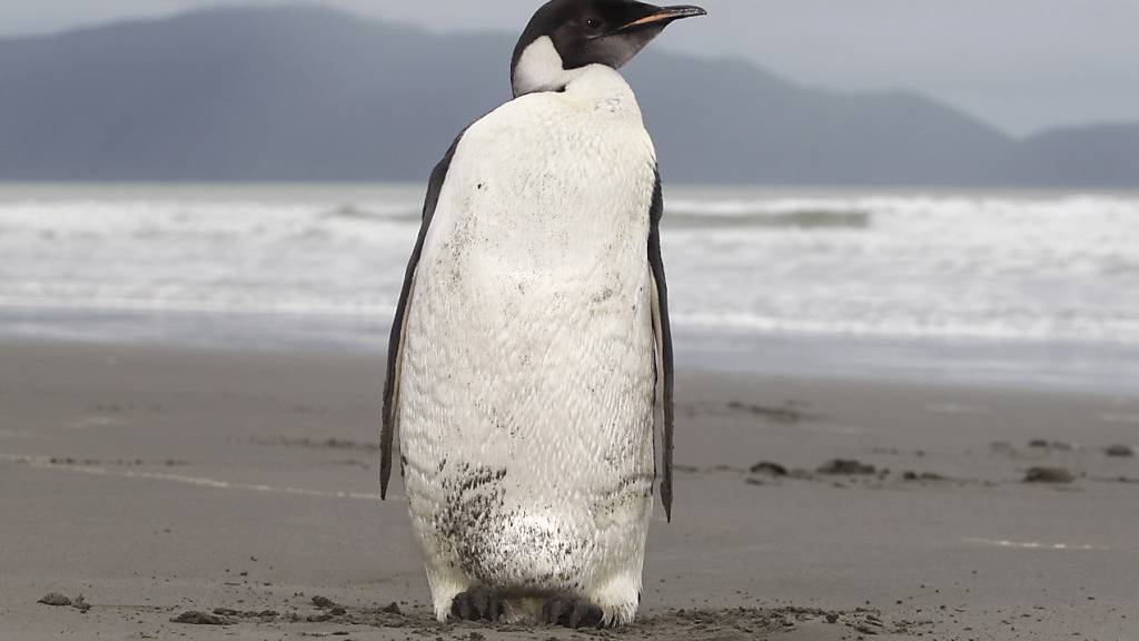 Kaiserpinguin strandet in Australien