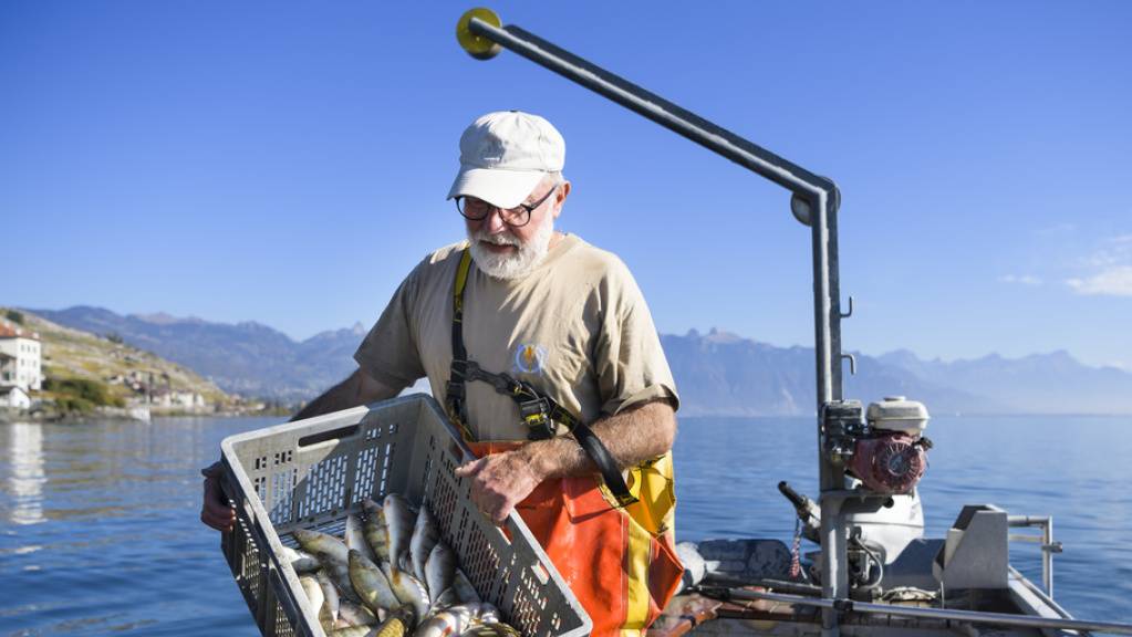 2018 haben die Fischer am Genfersee eine kleinere Ausbeute gemacht. Die Erträge sanken um knapp ein Fünftel im Vergleich zum Vorjahr. (Archivbild)