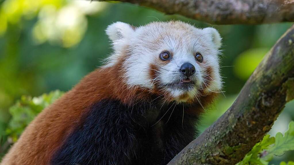 Der neue Rote Panda, Siddhi, erkundet im Zoo Zürich zum ersten Mal sein neues Zuhause. Er soll dort für Nachwuchs sorgen.