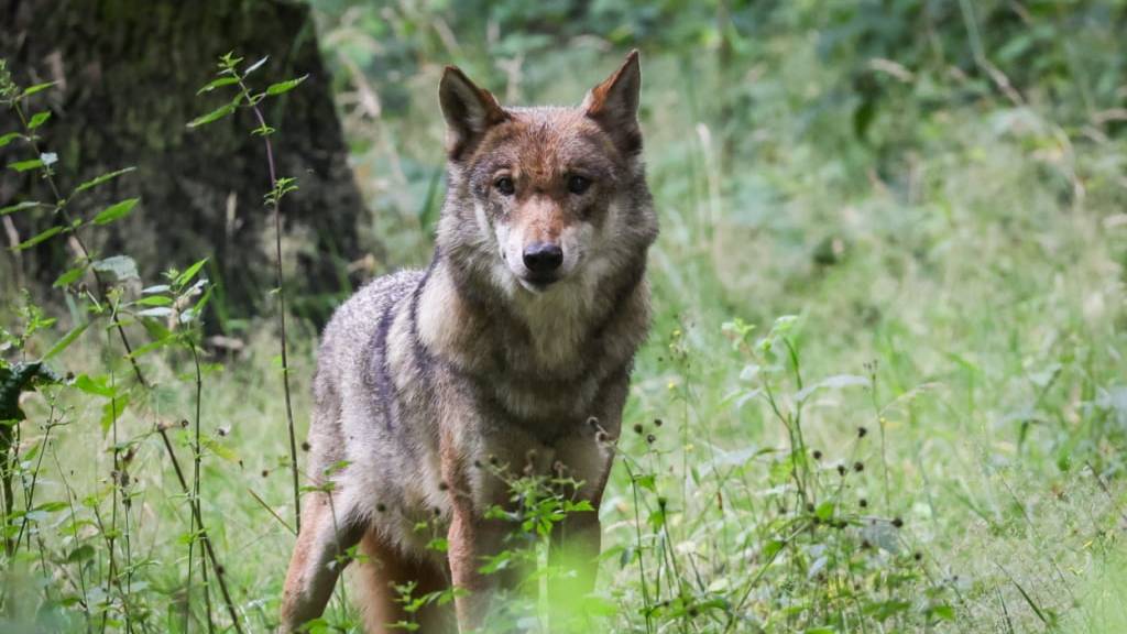 Hirten äussern Unverständnis über Schutz von Problemwölfen