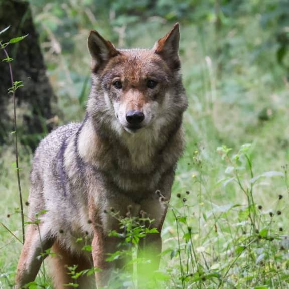 Hirten äussern Unverständnis über Schutz von Problemwölfen