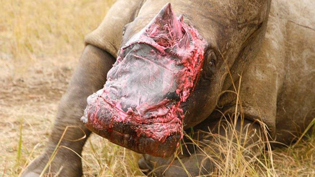 Ein Stück Elefant auf der Nase: Hauttransplantation bei Rhinozeros in Südafrika