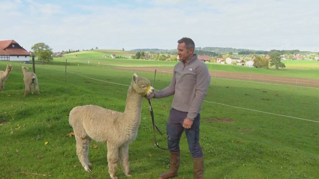 Alpakas für Show