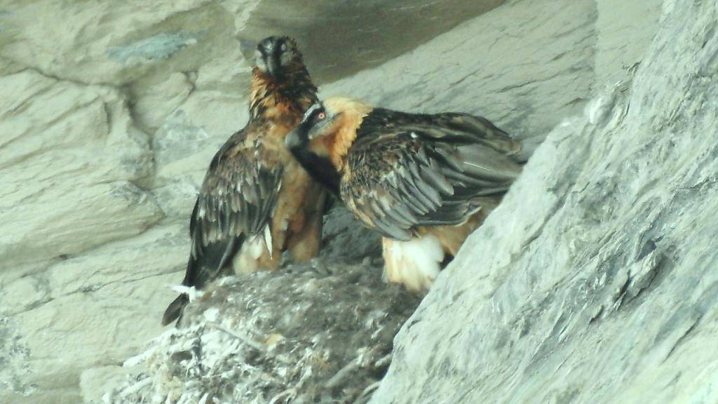Zum ersten Mal hat ein Bartgeierpaar in der Region Zermatt einen Jungvogel ausgebrütet und erfolgreich aufgezogen.