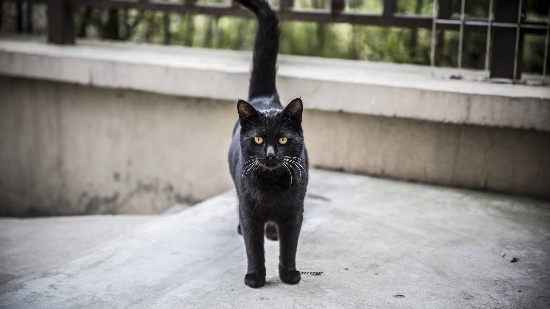 In der Schweiz werden 1,5 Millionen Katzen als Haustiere gehalten. (Symbolbild)