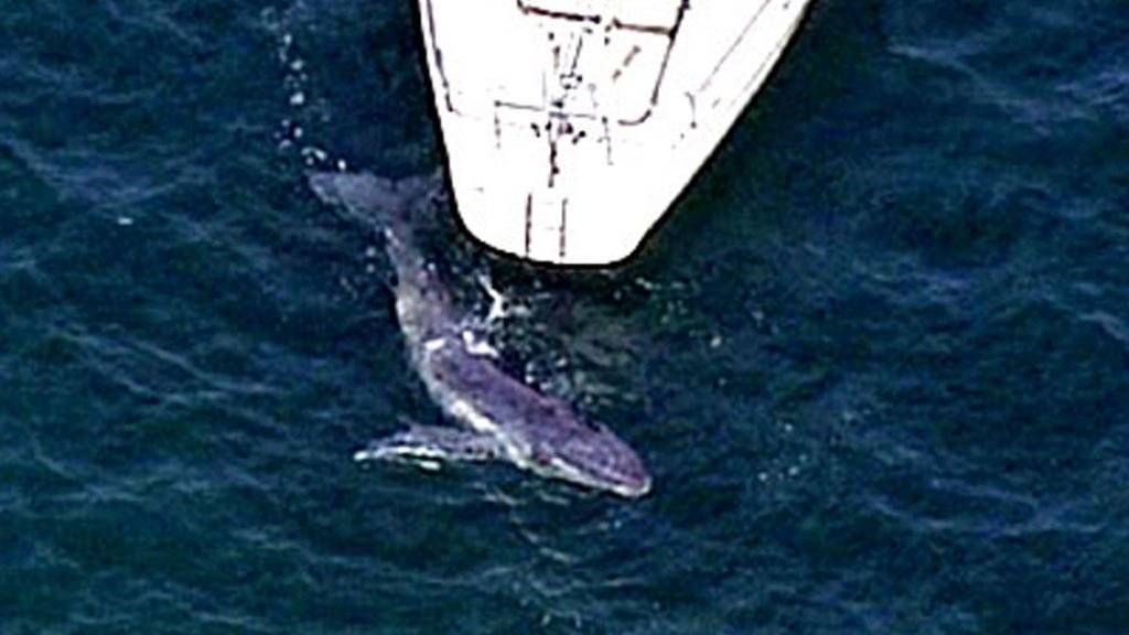 Ist ein Schiff in der Nähe, verringern Buckelwale das Singen oder hören ganz damit auf. (Archivbild)