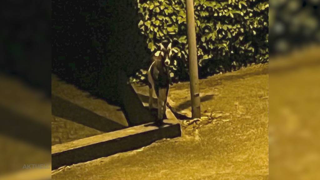 Ausgebüxt: Ein Zicklein überwindet das Gatter bei einem Schlachthof