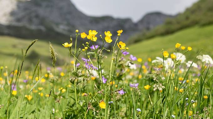 Artenreiche Landschaften sind produktiver und robuster