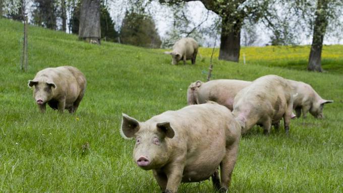 Forschung für glücklichere Schweine