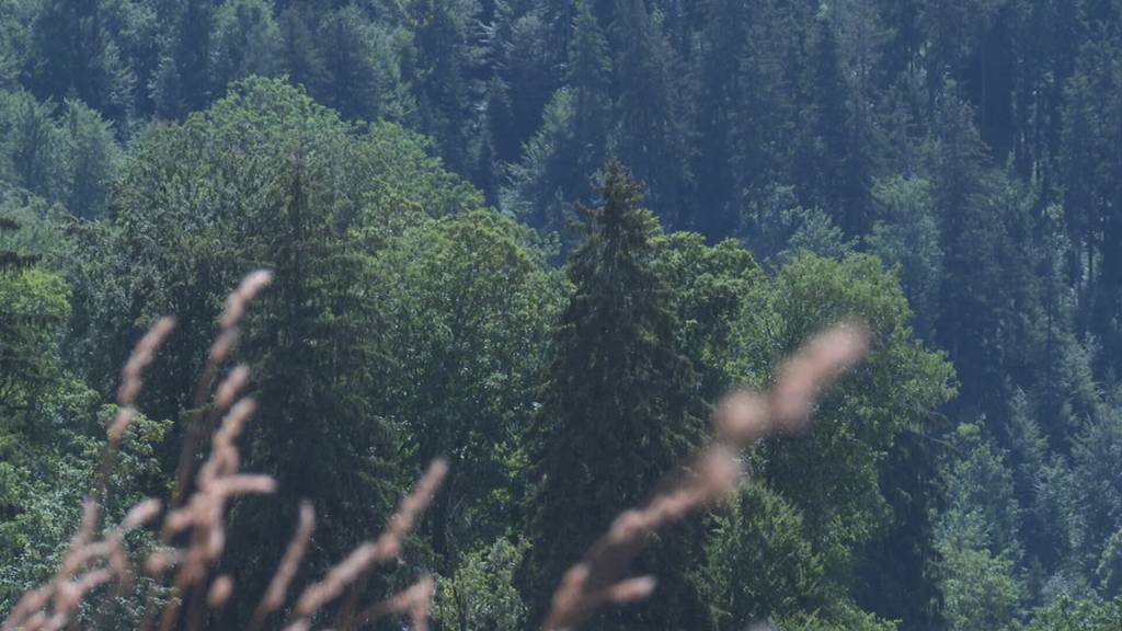 Grosse Brandgefahr: St.Gallen erlässt Feuerverbot