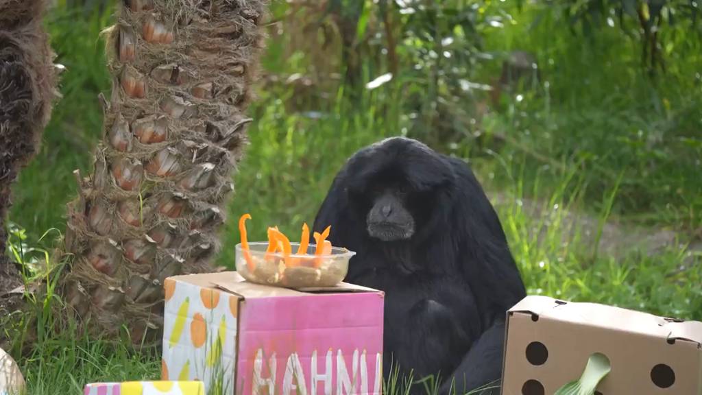 Affe wird an eigener Geburtstagsparty beklaut