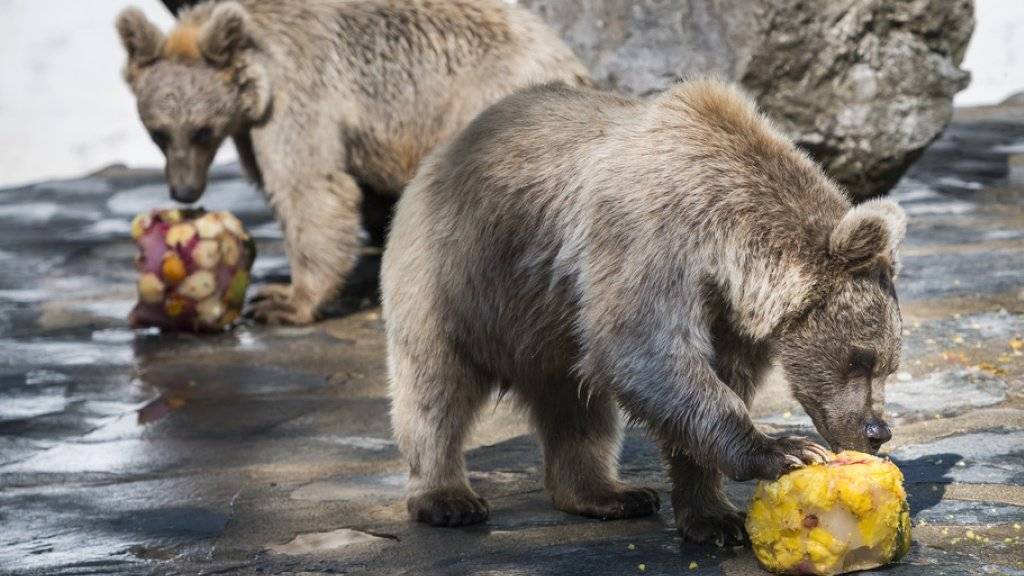 Es ist für einen Zoo eine Herausforderung, der Intelligenz von Braunbären gerecht zu werden. Die umtriebigen Raubtiere entwickeln schnell sinnlose Verhaltensmuster, wenn sie nicht artgerecht gehalten werden. Die Bärenanlage in Servion wurde vor zehn Jahren für 500'000 Franken modernisiert.