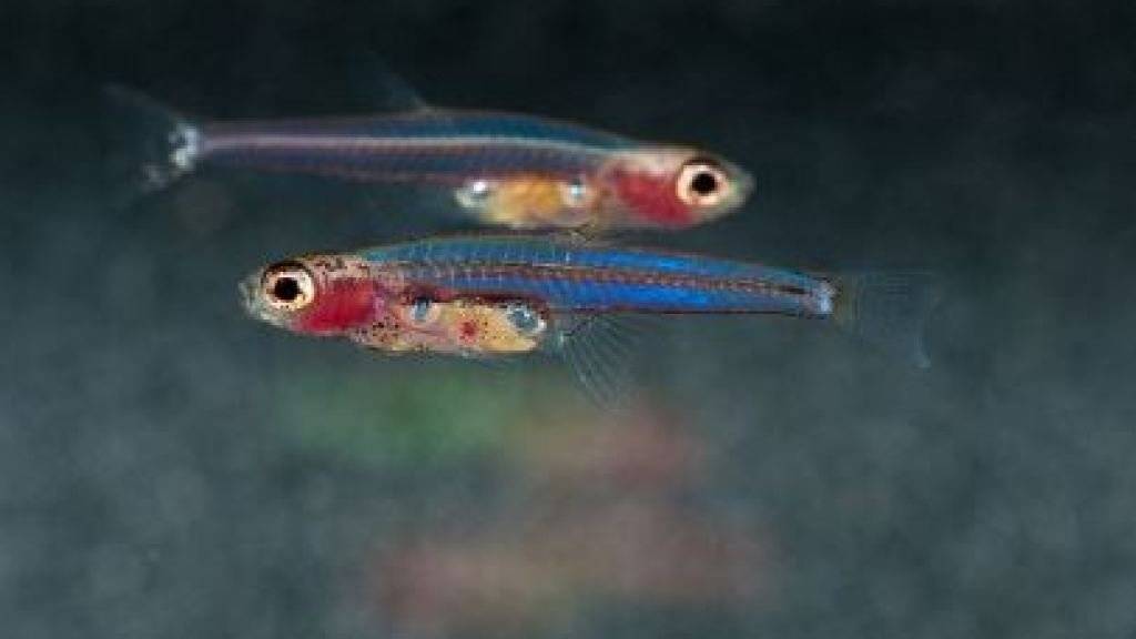Zwergbärblinge sind winzige Fische, die auch ein miniaturisiertes Genom haben, wie eine aktuelle Forschungsarbeit zeigt.
