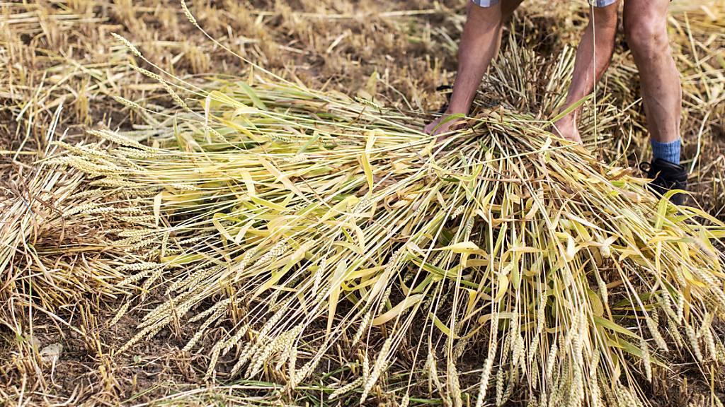 Wegen der witterungsbedingt schlechten Brotgetreideernte im vergangenen Jahr erhöht der Bundesrat das Importkontingent für Weizen, Roggen und Dinkel. (Archivbild)