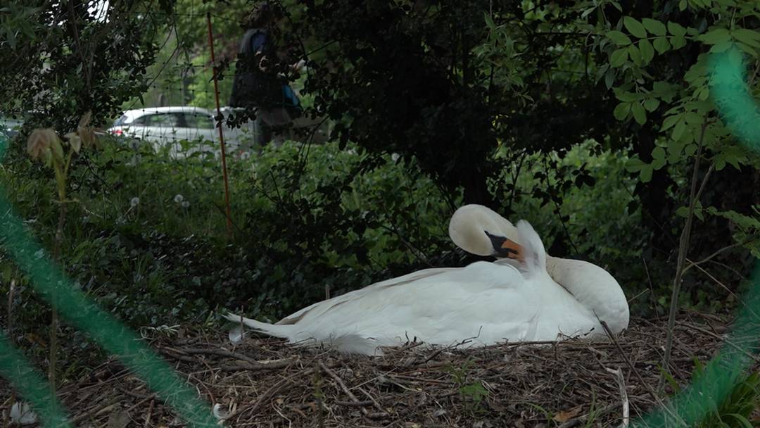 The swan breeds again in Aarau at Philosophenweg (4.5.2020)