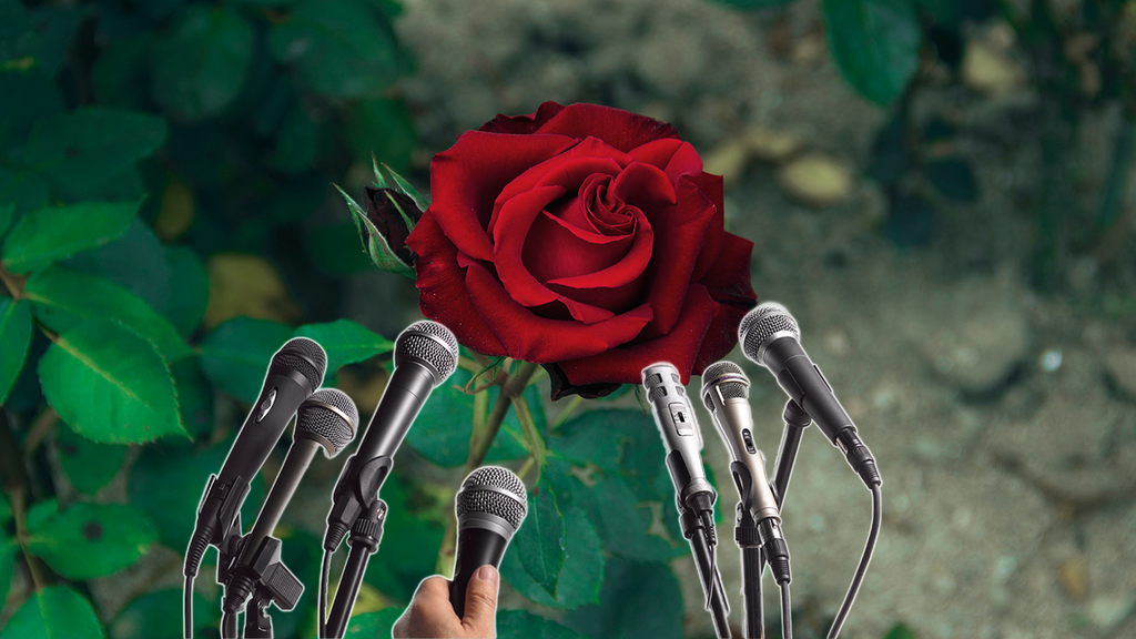 «Was ist dein Geheimrezept?»: Sieben Fragen an eine Rose