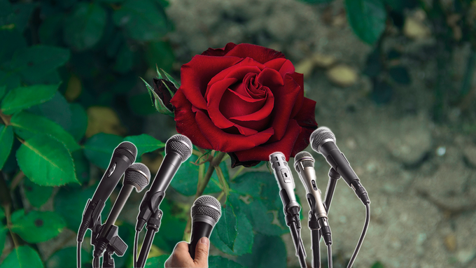 «Was ist dein Geheimrezept?»: Sieben Fragen an eine Rose
