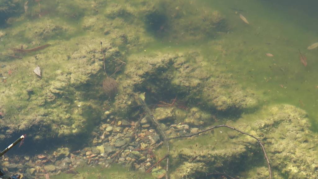 Nachwuchs: Bettenauer Weiher kämpft mit Schildkrötenplage