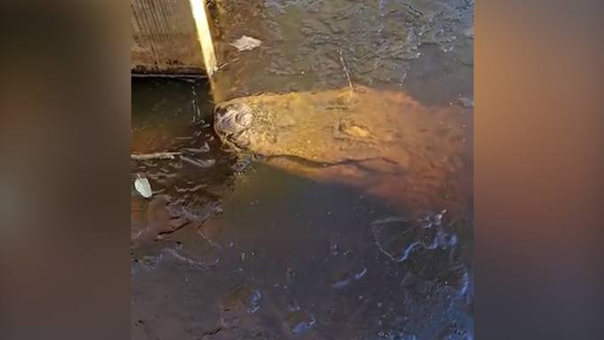 Warum Alligatoren im Winter einfrieren