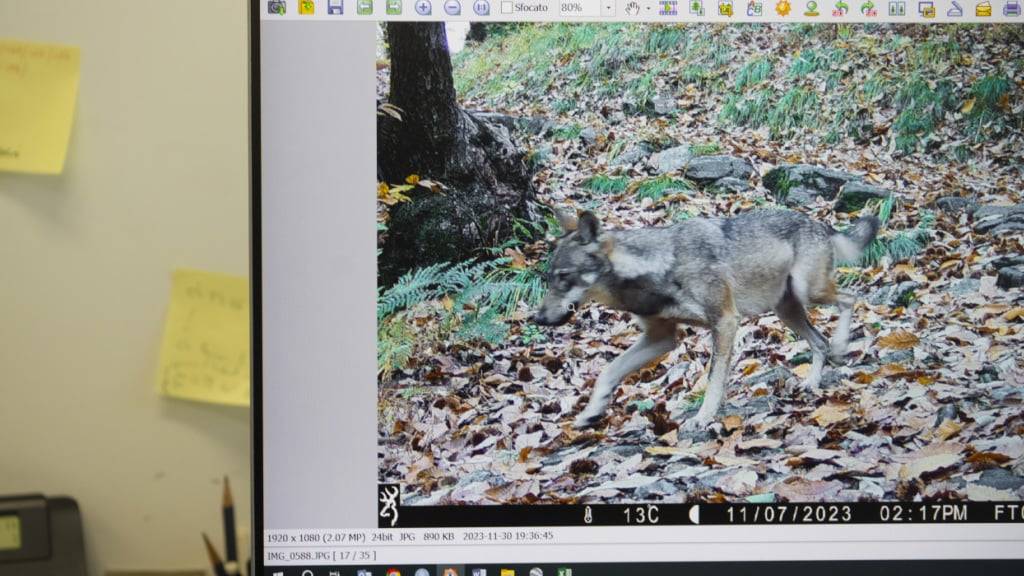 Der Kanton Schwyz muss den Abschuss eines Wolfes sistieren. (Symbolbild)