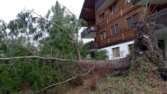 Wegen heftigem Wind: Baum in Meiringen umgestürzt