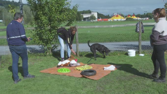 125 Jahre Hundekurse und Hundesport im kynologischen Verein Luzern
