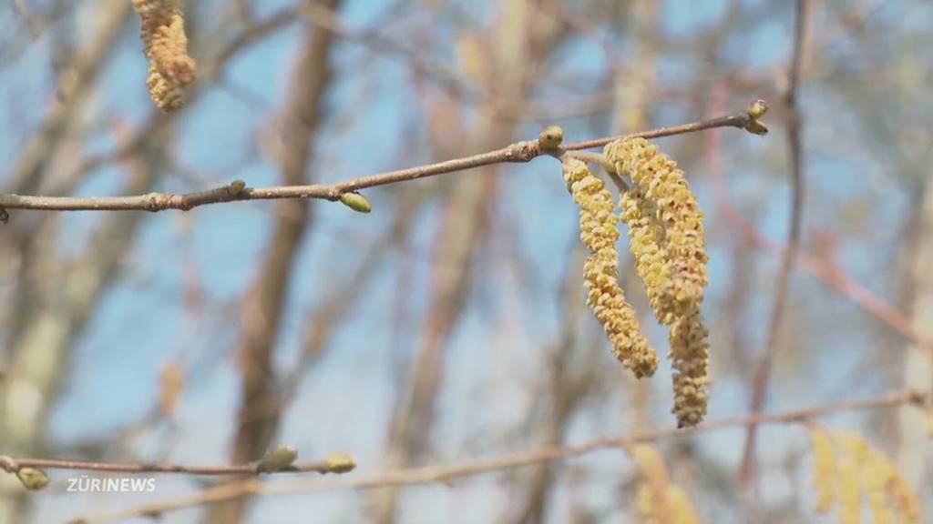 Wegen mildem Winter: Viele spüren bereits den Heuschnupfen, auch Zecken schon aktiv