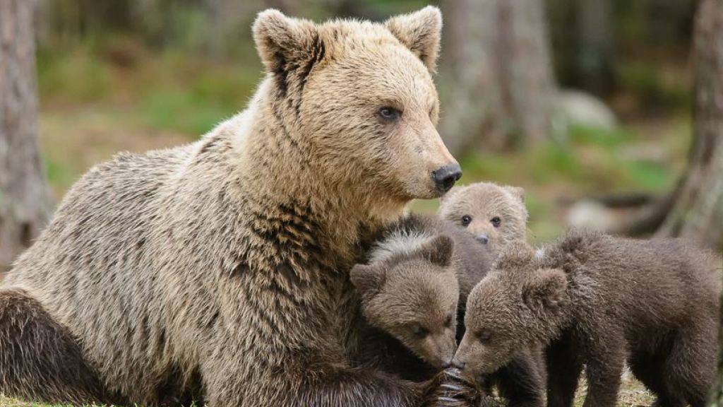 Für ihre Jungen tut eine Bärenmutter so einiges: Auch ihre angeborene Furcht vor Menschen überwinden. (Symbolbild)