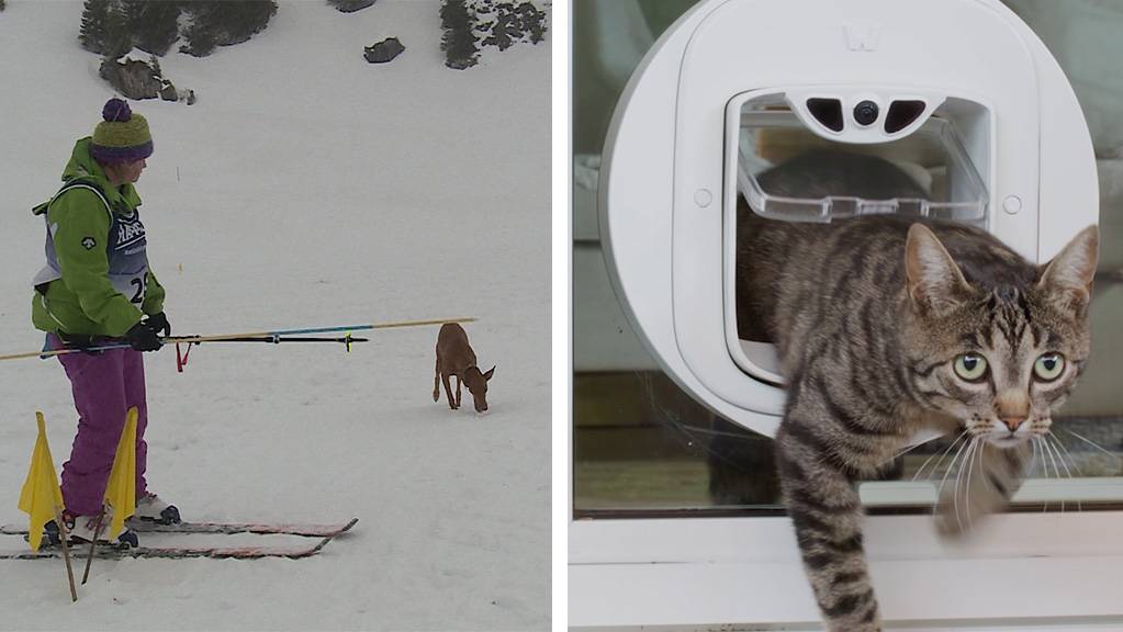 SM Lawinenhunde / Intelligente Katzenklappe