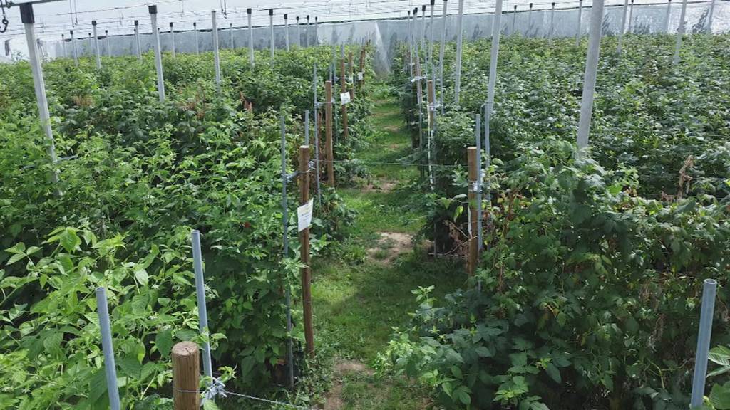 Solarpanels über Beeren: Im Thurgau soll die Plantage der Zukunft getestet werden