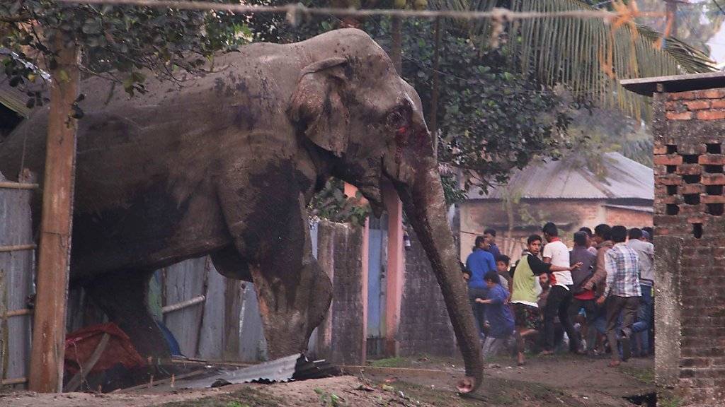 Ein wild gewordener Elefant versetzte im indischen Westbengalen Männer, Frauen und Kinder in helle Aufregung. Die Behörden konnten den Elefant schliesslich betäuben und einfangen.