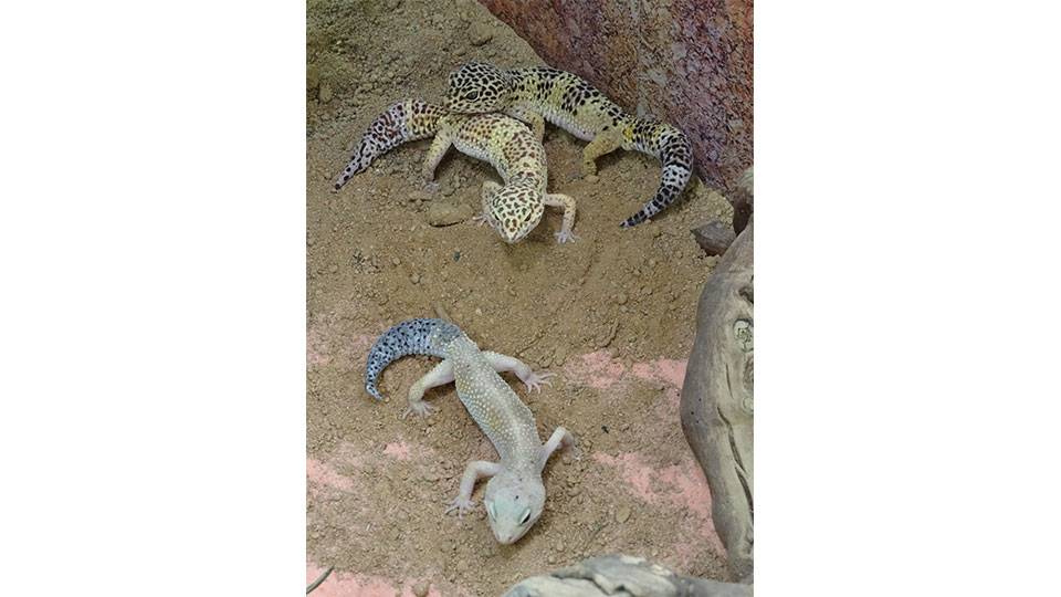 Geckos 