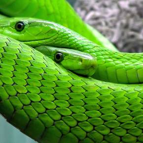 Im Zoo die Angst vor Schlangen und Spinnen verlieren