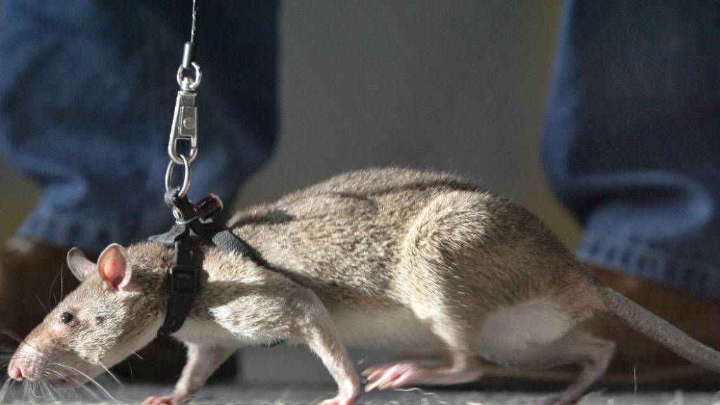 Riesenhamsterratten erschnüffeln Elfenbein und Hörner