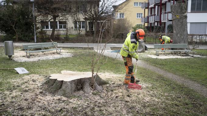 Aus Sicherheitsgründen fällt Winterthur fast 100 Bäume