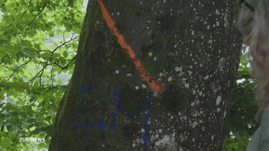 Zoff um Bäume am Uetliberg – Grüne wollen gesunde Buchen retten