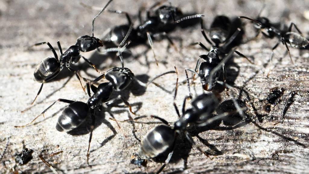 Eine Superkolonie invasiver Ameisen breitet sich im Thurgau aus