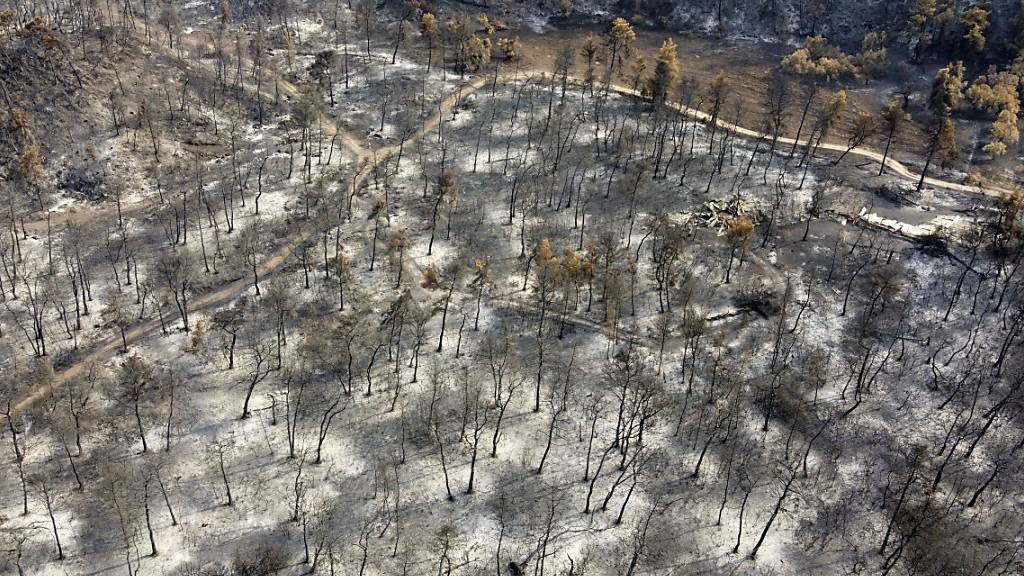 dpatopbilder - Luftaufnahme eines niedergebrannten Waldes im Dorf Agia Anna auf der Insel Euböa. In Griechenland hat sich die Lage bei den Großbränden wegen nächtlicher Regenfälle leicht entspannt. Foto: Michael Varaklas/AP/dpa