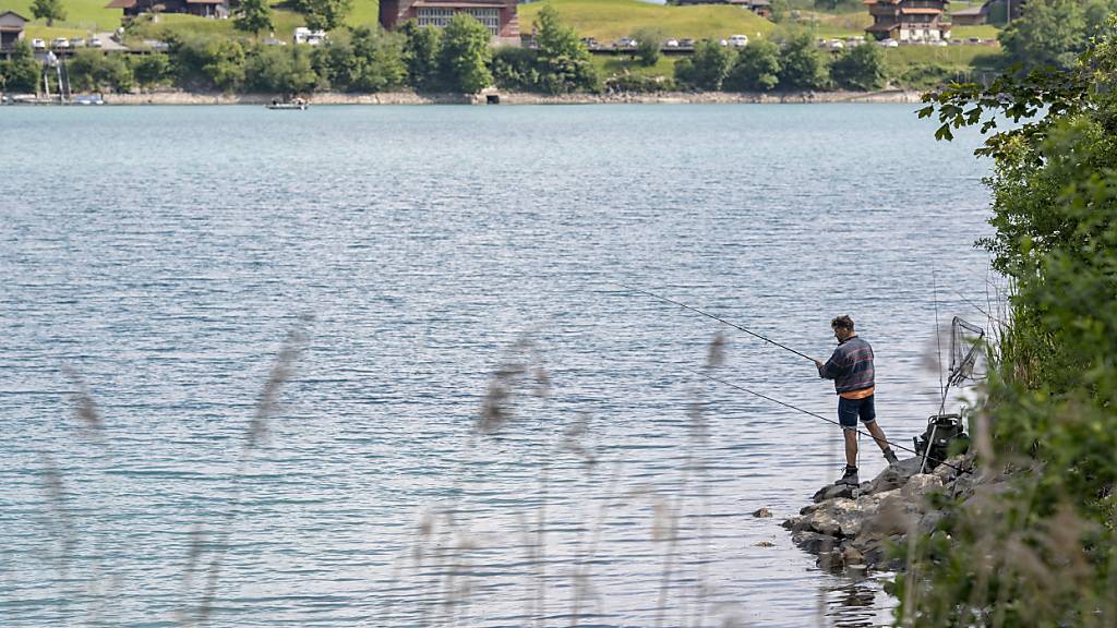 90 Prozent der potenziellen Lebensräume von Fischen in der Schweiz werden von Menschen negativ beeinflusst. (Archivbild)