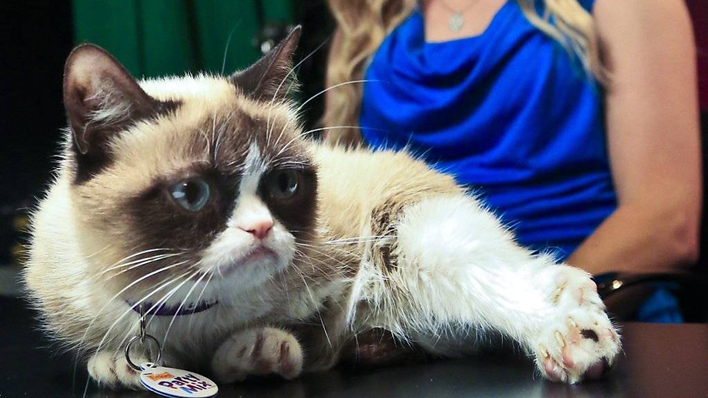 «Grumpy Cat» schafft es als erste Hauskatze ins Wachsfigurenkabinett Madame Tussauds. (Archiv)