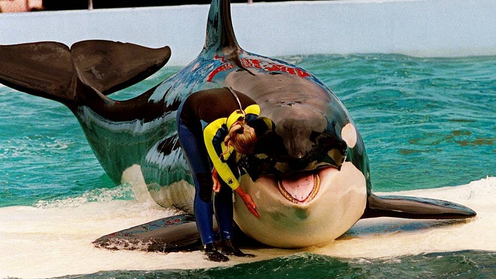 Nach 50 Jahren Gefangenschaft: Einsamster Orca der Welt gestorben
