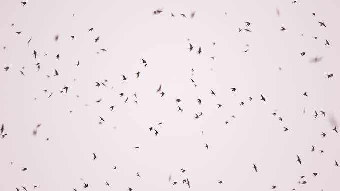 Nachts fliegen Millionen von Vögeln heimlich über unsere Köpfe hinweg