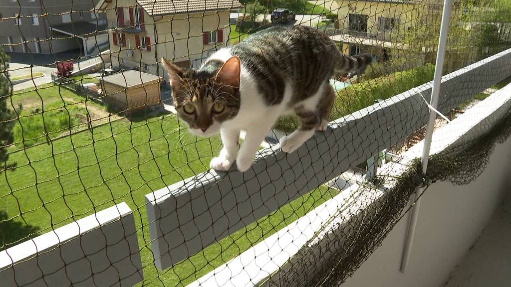 Katzen-sicherer Balkon 